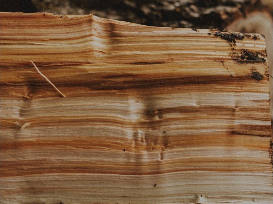 Cedar slab with dramatic striped grain