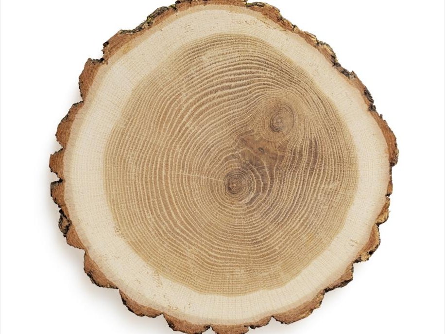 White oak round with bark edge
